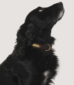 Bridle Leather Dog Collar In Brown.